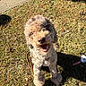Chanel joined the competition — help win amazing prizes! animal, canine, curly_fur, cute, daylight, dog, fur, grass, happy, leash, mammal, nature, outdoor, pet, playful, shadow, sidewalk, smiling, sunlight, toy