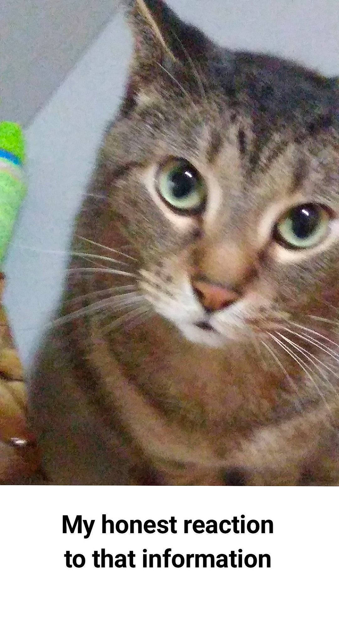 Günther is registered to the contest to win money with this photo: carnivore, cat, cat_supply, domestic_short_haired_cat, eye, felidae, font, fur, head, photo_caption, small_to_medium_sized_cats, snout, terrestrial_animal, whiskers, wildlife, window