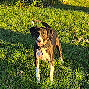 Dixi joined the competition — help win amazing prizes! alert, animal, canine, collar, daylight, dog, field, fur, grass, greenery, mammal, nature, outdoor, pet, playful, standing, summer, sunlight, tail, tongue