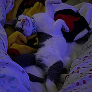 Rishi is registered to the contest to win money with this photo: animal, bed, blanket, cat, collar, colorful_blanket, comfort, cozy, cute, feline, fur, indoor, nighttime, paw, pet, purple_tint, relaxed, resting, sleeping, soft
