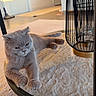 animal, cat, cozy, cute, decor, domestic, fluffy, furniture, glass_table, gray_cat, home, indoor, living_room, pet, relaxing, resting, rug, screenshot, smartphone_ui, tabletop
