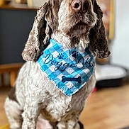 Rock participe au concours pour gagner de l'argent avec cette photo : animal, background_blur, bandana, blue, checkered, close_up, cute, dog, floppy_ears, fur, furniture, home, indoor, nose, ottoman, paw, pet, portrait, sitting, yellow