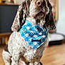 animal, background_blur, bandana, blue, checkered, close_up, cute, dog, floppy_ears, fur, furniture, home, indoor, nose, ottoman, paw, pet, portrait, sitting, yellow