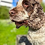 Rock a rejoint le concours — aidez-le/la à gagner de superbes lots ! animal, brown_and_white, canine, close_up, curly_fur, daylight, dog, ears, fur_texture, green_background, looking_away, mammal, nature, nose, outdoor, pet, portrait, side_view, sunny, whiskers