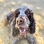 Rock participe au concours pour gagner de l'argent avec cette photo : animal, blurred_background, brown_fur, canine, close_up, dog, face, fur, happy, mouth_open, nature, nose, outdoor, pet, playful, sand, sandy_nose, smiling, tongue, white_fur