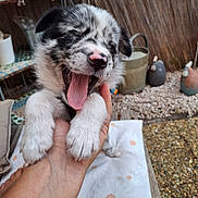 Blue participe au concours pour gagner de l'argent avec cette photo : puppy, dog, black_and_white, yawning, tongue_out, cute, floppy_ears, fur, animal, pet, held, human_hand, close_up, portrait, outdoor, rustic, shelves, pots, pebbles, patterned_cloth