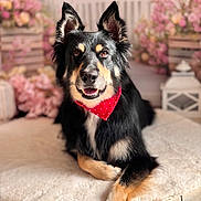 Pinço a rejoint le concours — aidez-le/la à gagner de superbes lots ! dog, black_and_tan_dog, bandana, red_bandana, sitting, crossed_paws, smiling, portrait, long_hair, pointed_ears, pet, indoors, cushion, blanket, flowers, pink_flowers, home_decor, lantern, tile_floor, close_up