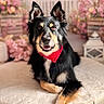 dog, black_and_tan_dog, bandana, red_bandana, sitting, crossed_paws, smiling, portrait, long_hair, pointed_ears, pet, indoors, cushion, blanket, flowers, pink_flowers, home_decor, lantern, tile_floor, close_up