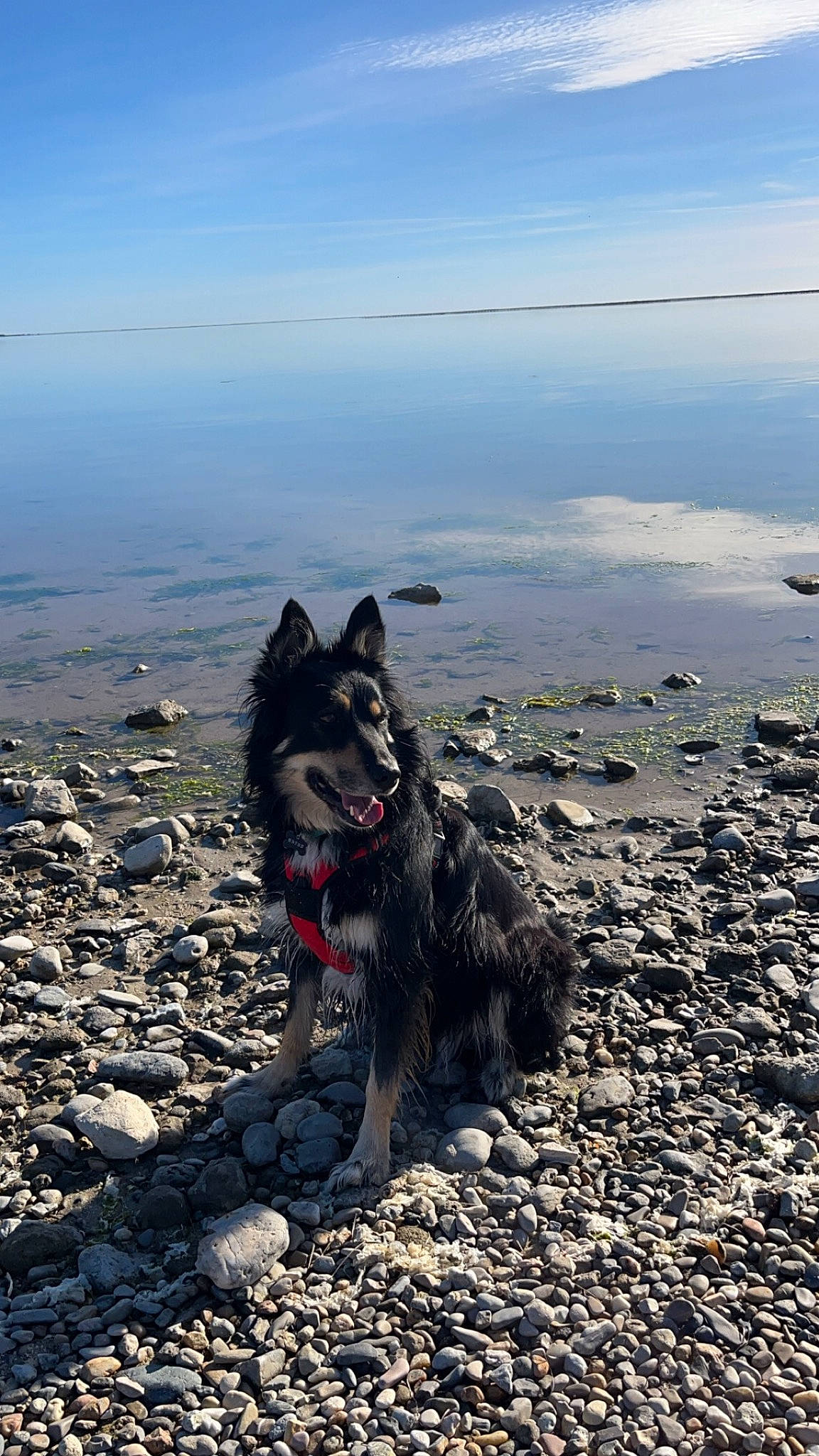 Pinço a rejoint le concours — aidez-le/la à gagner de superbes lots ! beach, canidae, carnivore, cloud, coast, dog, dog_breed, herding_dog, horizon, landscape, ocean, rock, sky, snout, soil, sporting_group, water, wind_wave, working_animal, working_dog