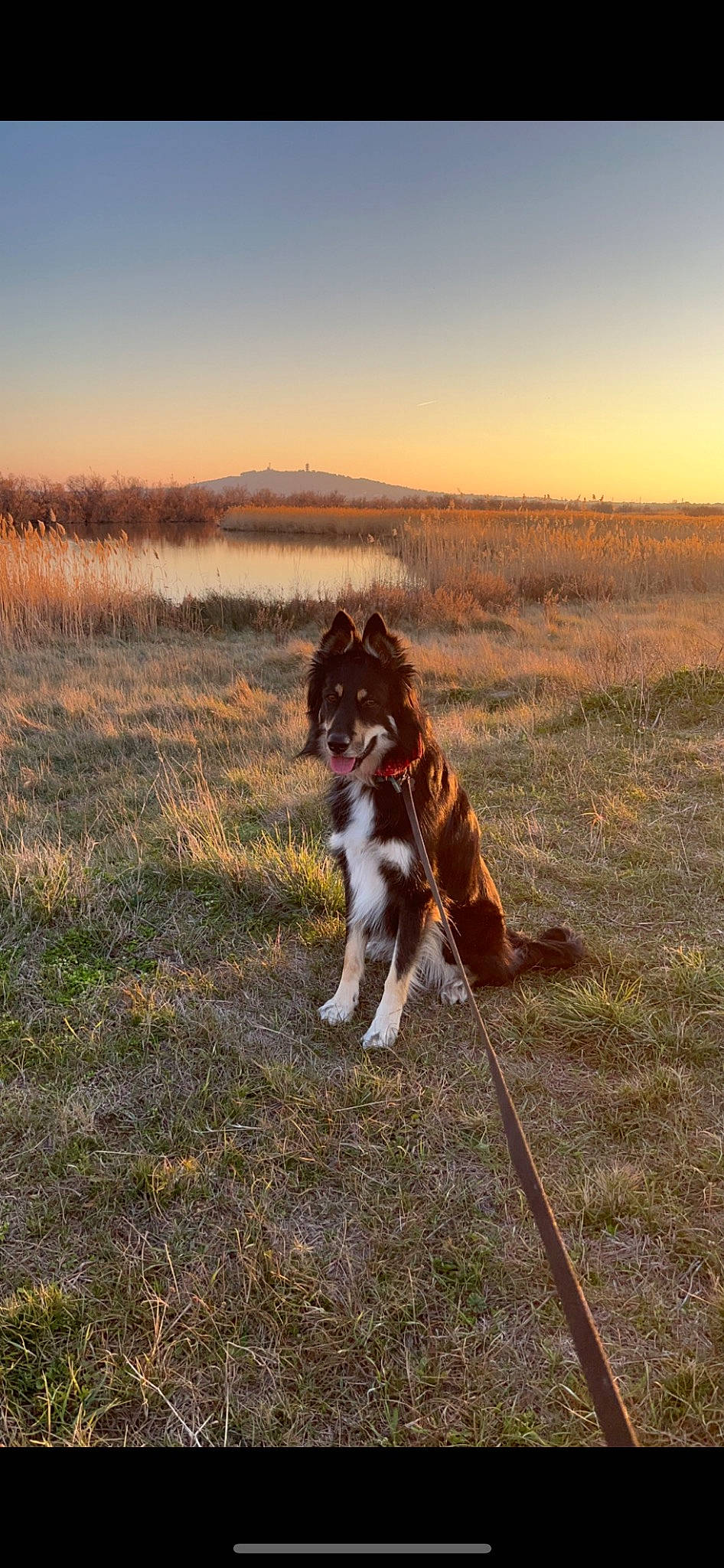 Pinço participe au concours pour gagner de l'argent avec cette photo : carnivore, companion_dog, dog, dog_breed, fawn, field, grass, grassland, gun_dog, horizon, landscape, leash, natural_landscape, pasture, plant, prairie, sky, soil, sporting_group, tail