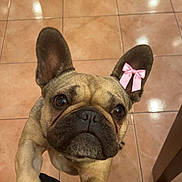 Lady is registered to the contest to win money with this photo: dog, french_bulldog, pet, animal, indoor, tile_floor, paws, ears, pink_bow, sticker, looking_up, eyes, nose, close_up, face, begging, table_leg, human_knees, floor_reflection, cute