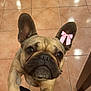 dog, french_bulldog, pet, animal, indoor, tile_floor, paws, ears, pink_bow, sticker, looking_up, eyes, nose, close_up, face, begging, table_leg, human_knees, floor_reflection, cute