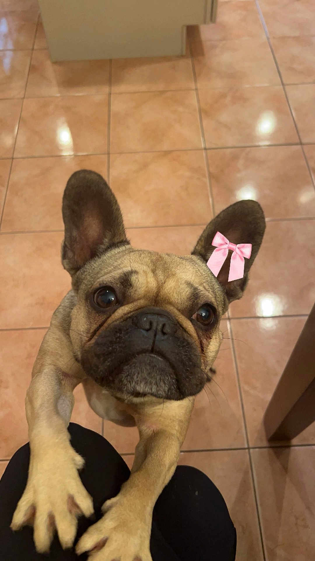 Lady is registered to the contest to win money with this photo: dog, french_bulldog, pet, animal, indoor, tile_floor, paws, ears, pink_bow, sticker, looking_up, eyes, nose, close_up, face, begging, table_leg, human_knees, floor_reflection, cute