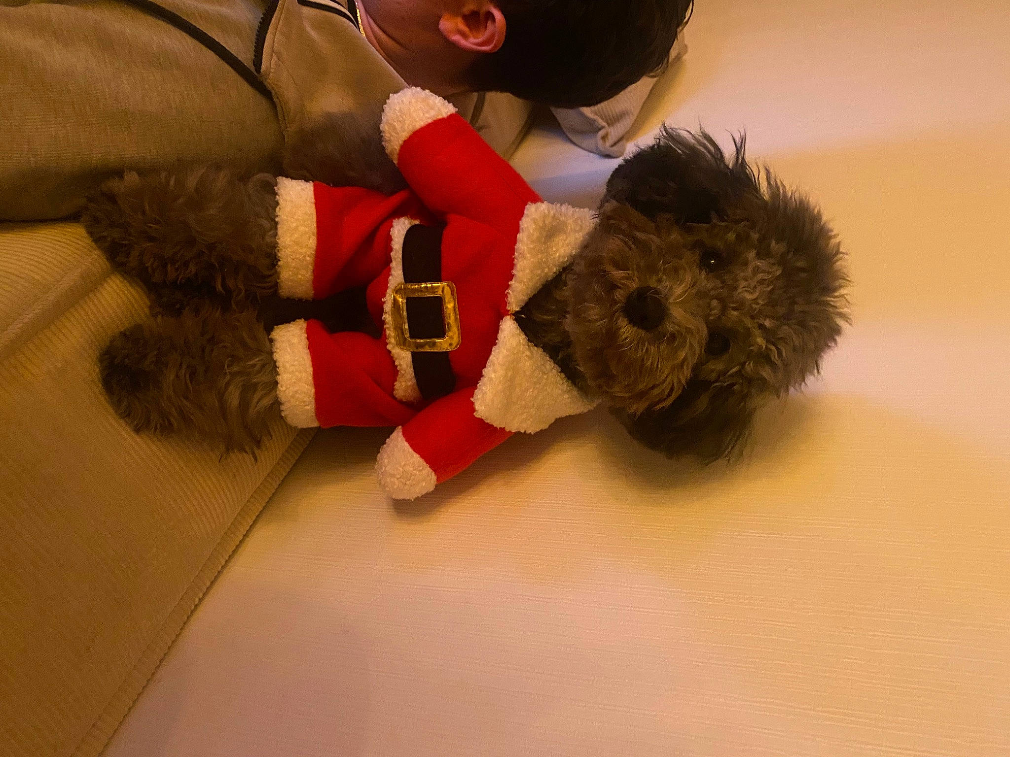 Toscan participe au concours pour gagner de l'argent avec cette photo : bear, canidae, carmine, child, comfort, companion_dog, dog_breed, flooring, fun, fur, gesture, glove, plush, safety_glove, sporting_group, stuffed_toy, teddy_bear, toy, working_animal, wrist