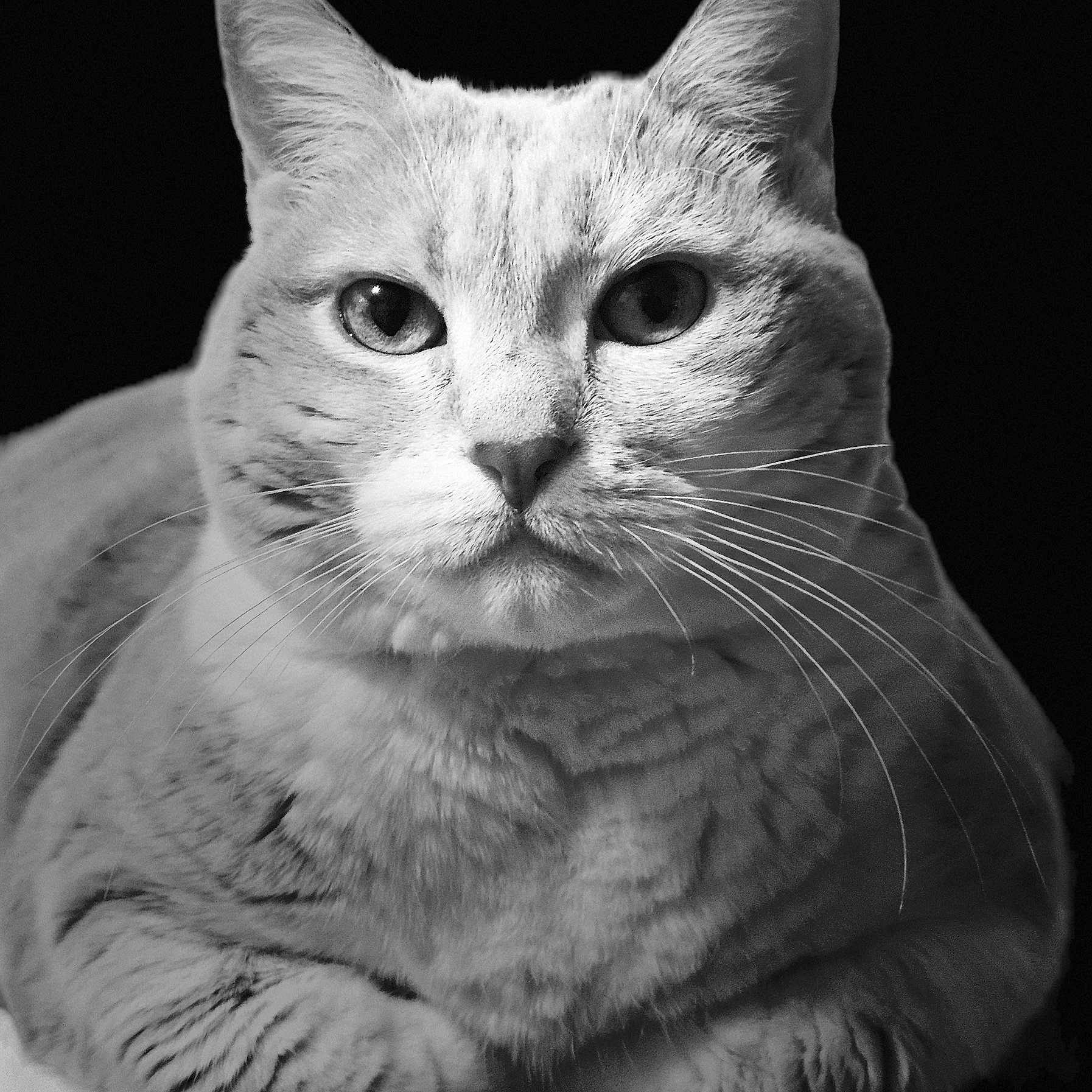 Samba