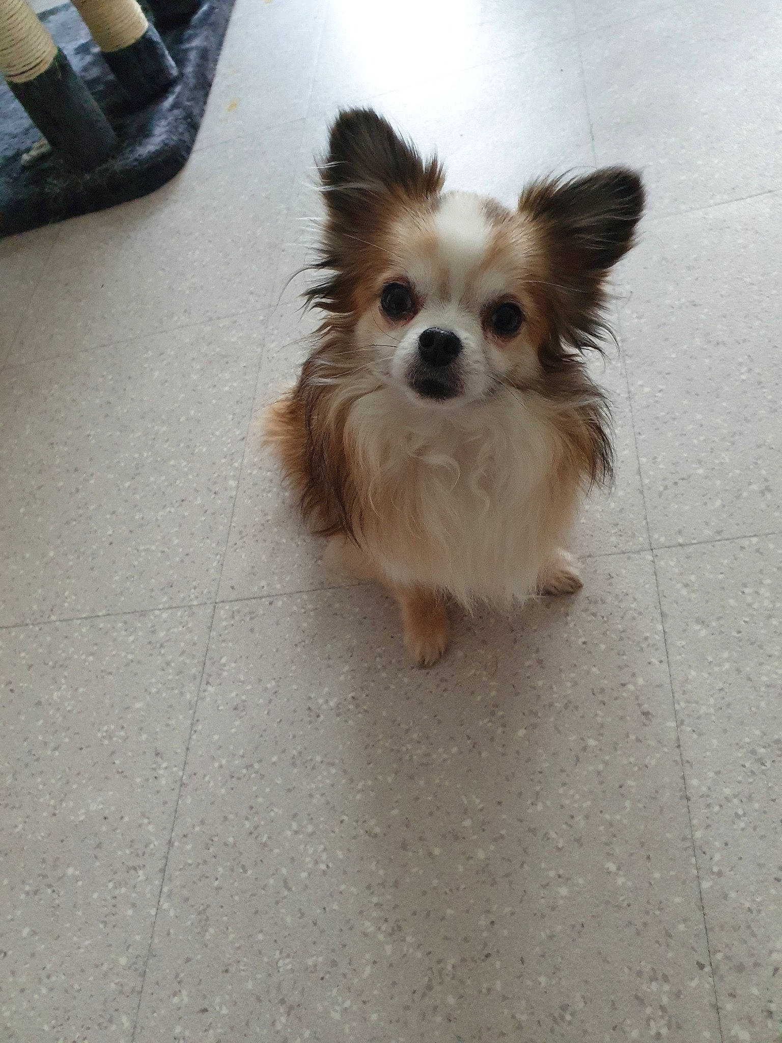 Gully a rejoint le concours — aidez-le/la à gagner de superbes lots ! canidae, carnivore, chihuahua, chinese_imperial_dog, companion_dog, dog, dog_breed, fawn, mammal, papillon, puppy, rare_breed_dog, snout, sporting_group, toy_dog, vertebrate