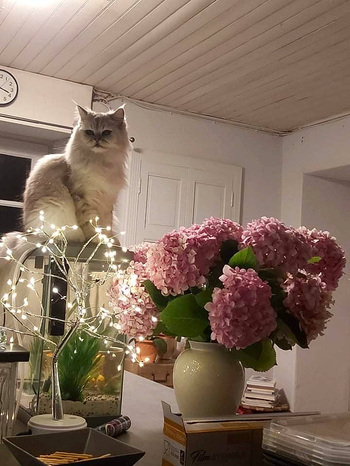 Raja participe au concours pour gagner de l'argent avec cette photo : artificial_flower, bouquet, carnivore, cat, cut_flowers, drinkware, felidae, floral_design, flower, flower_arranging, interior_design, petal, plant, purple, small_to_medium_sized_cats, table, tableware, vase, whiskers, window