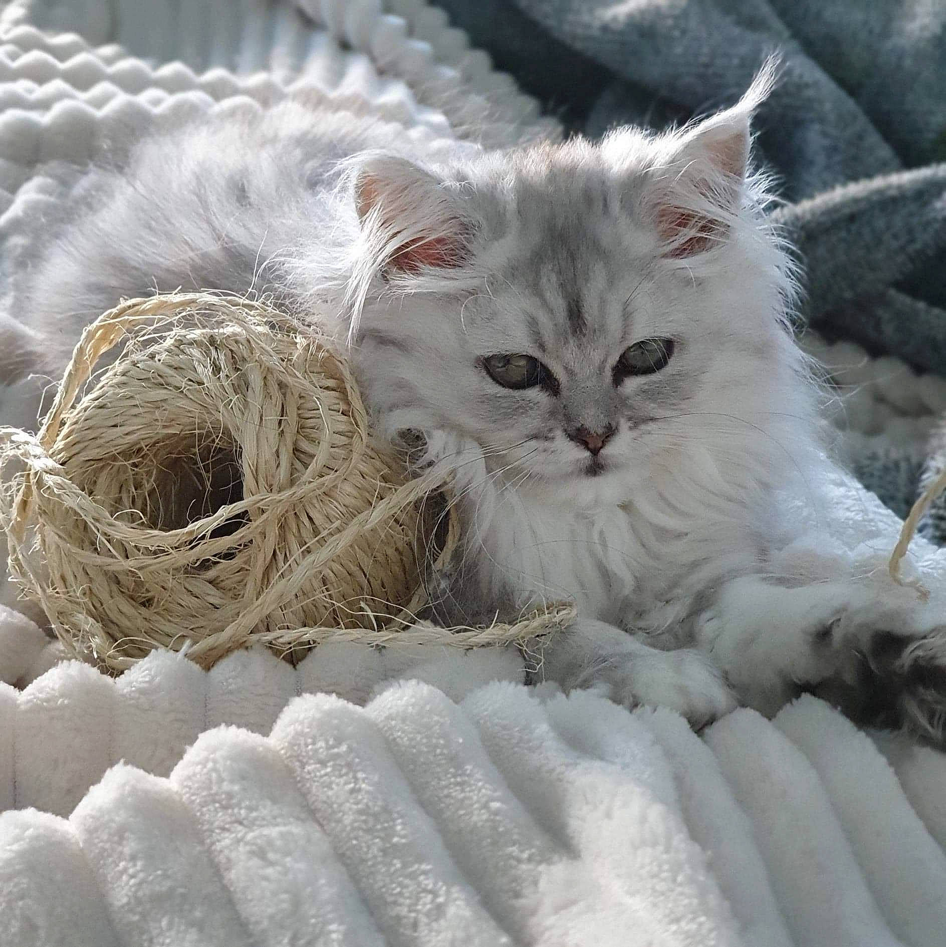 Raja a rejoint le concours — aidez-le/la à gagner de superbes lots ! basket, carnivore, cat, comfort, event, felidae, fur, pattern, paw, plastic_bag, small_to_medium_sized_cats, snout, whiskers, wool