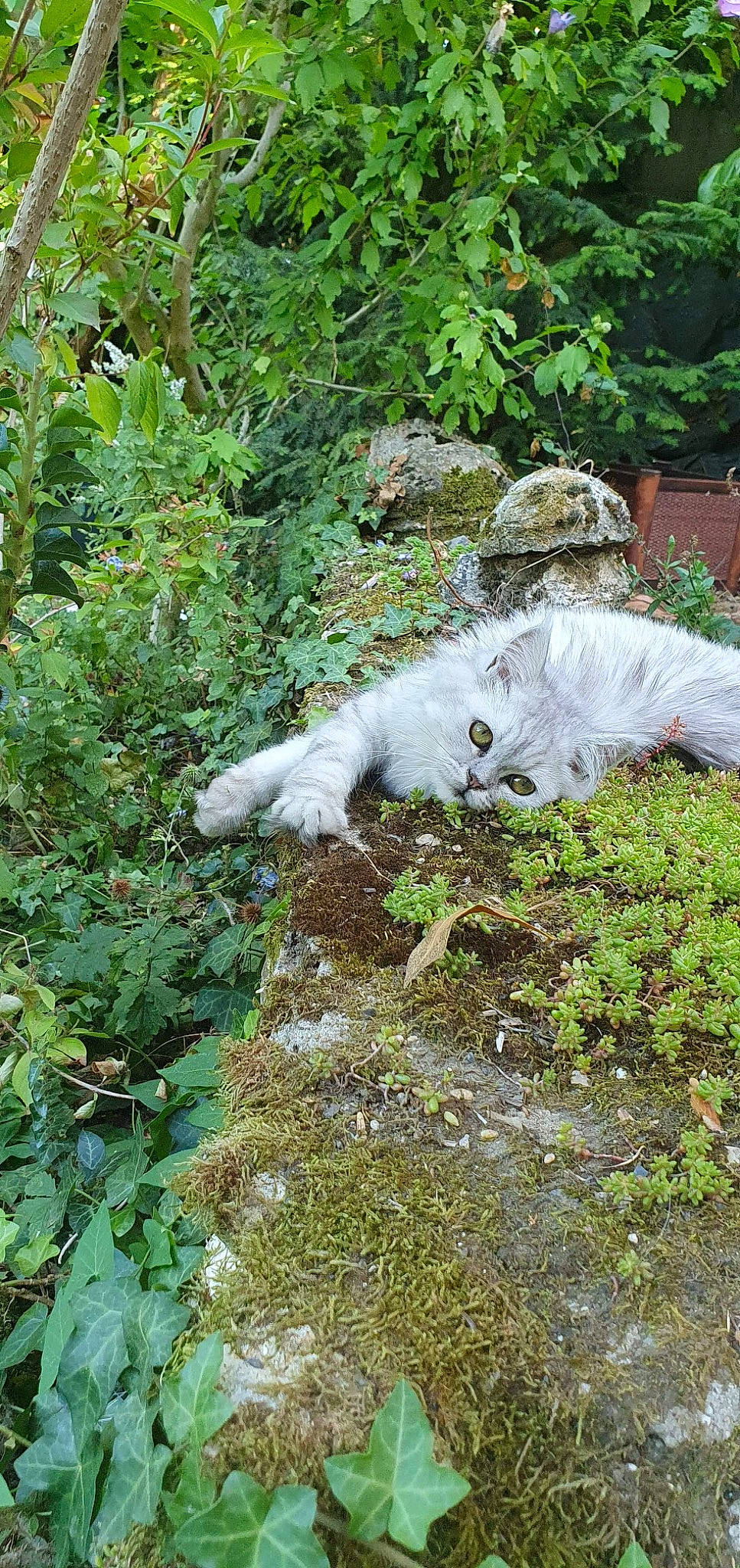 Raja participe au concours pour gagner de l'argent avec cette photo : art, carnivore, cat, dog_breed, fawn, felidae, fur, grass, groundcover, plant, shrub, small_to_medium_sized_cats, snout, sporting_group, tail, tree, whiskers, wildlife, wood, woody_plant