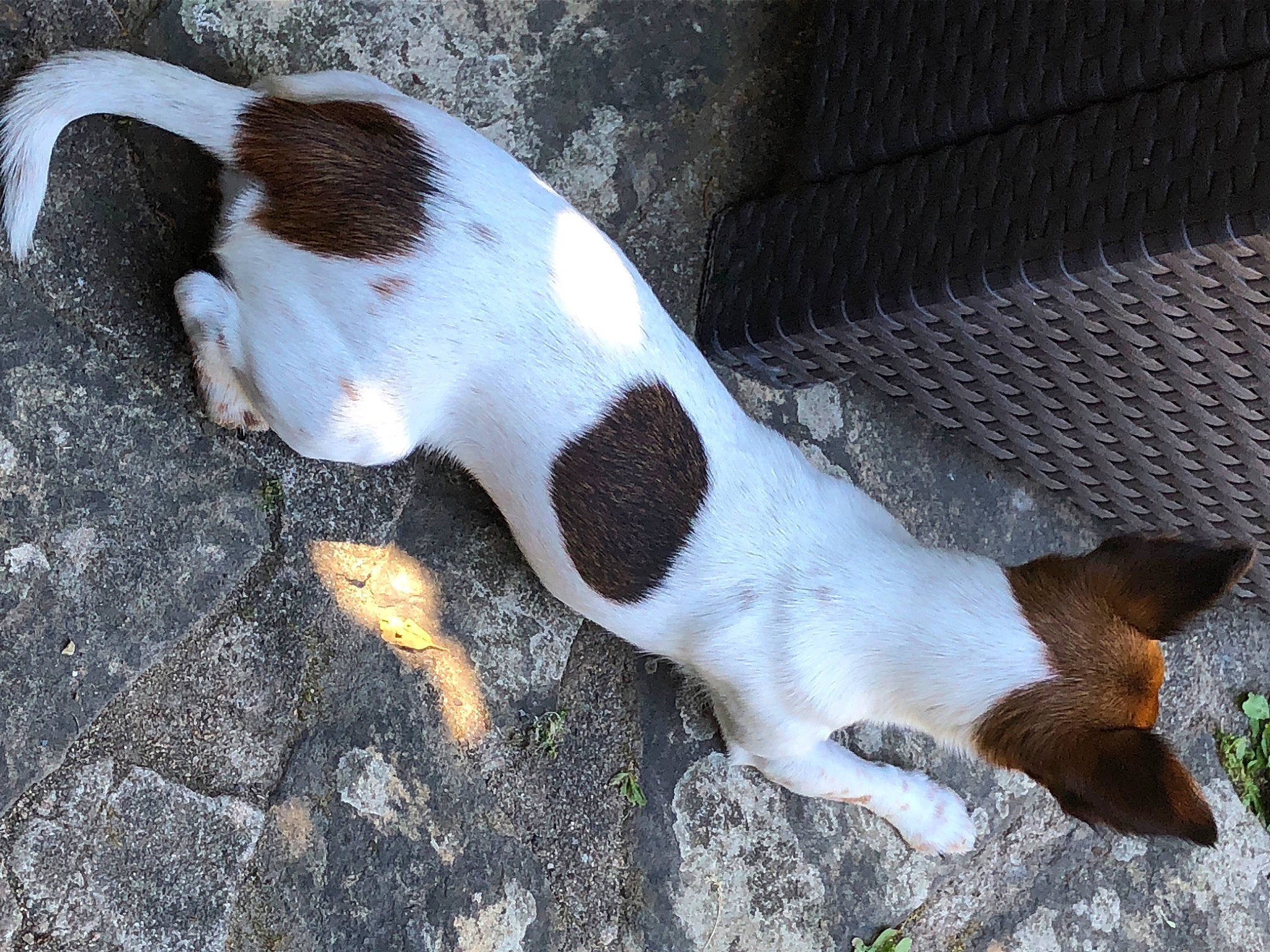 Roxane participe au concours pour gagner de l'argent avec cette photo : canidae, carnivore, companion_dog, dog, dog_breed, fawn, fur, mesh, non_sporting_group, paw, shadow, snout, sporting_group, tail, terrestrial_animal, whiskers