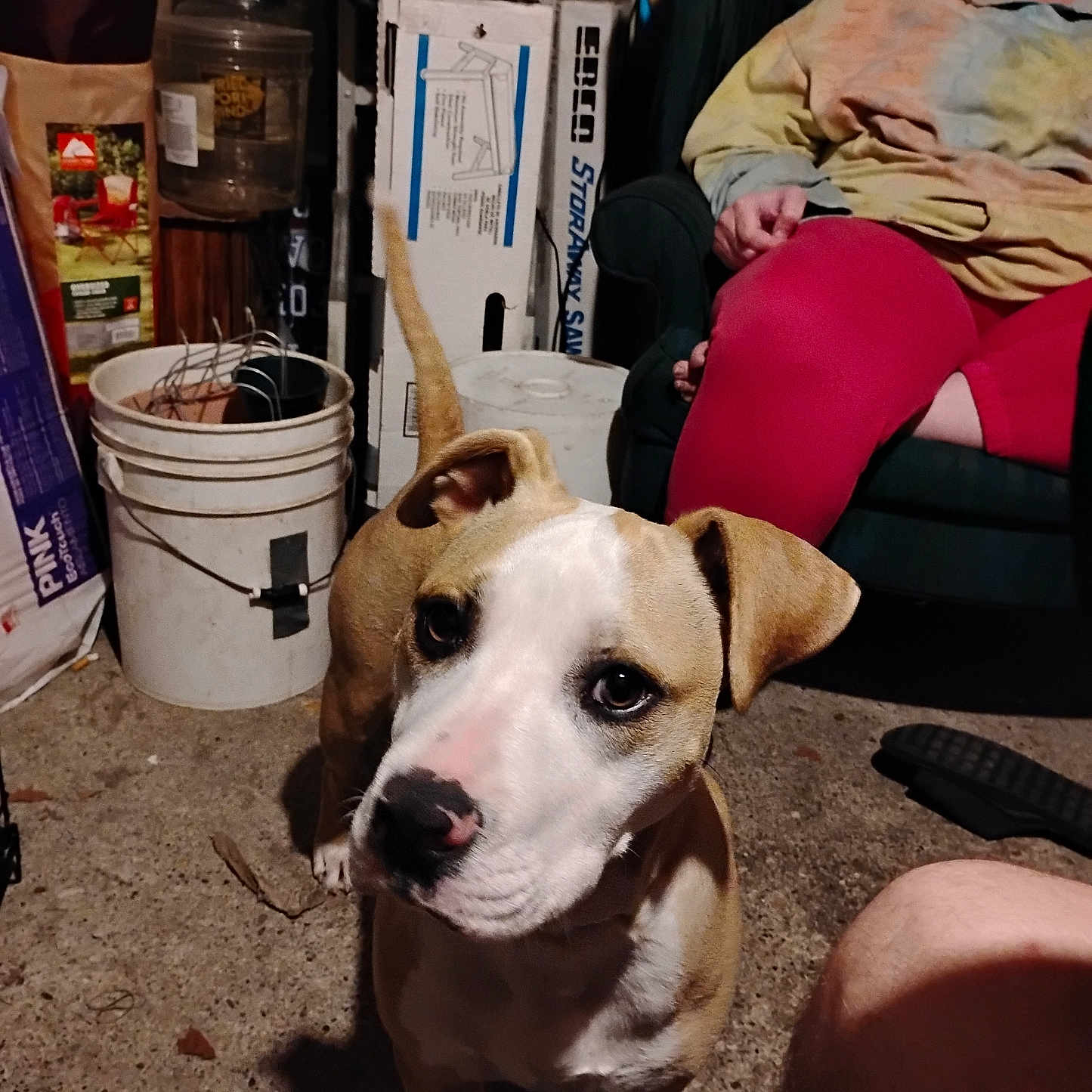 Bella is registered to the contest to win money with this photo: animal, box, brown, bucket, casual, chair, clothing, concrete_floor, curious, dog, floor, human, indoor, person, pet, portrait, puppy, relaxed, sitting, white