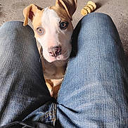 Bella is registered to the contest to win money with this photo: puppy, dog, jeans, legs, floor, toy, cage, pet, indoor, curious, brown_and_white, canine, nose, ears, looking_up, casual, close_up, human_legs, denim, companion