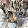 Kairo is registered to the contest to win money with this photo: cat, kitten, close_up, furry, whiskers, paw, blanket, soft, pet, animal, cute, tabby, young, indoor, resting, fur, ears, nose, eyes, cozy