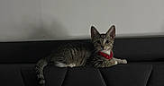 Kairo joined the competition — help win amazing prizes! cat, kitten, tabby, red_collar, furniture, couch, indoor, pet, animal, resting, alert, striped, tail, ears, whiskers, home, wall, cute, young, domestic_cat