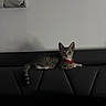 cat, kitten, tabby, red_collar, furniture, couch, indoor, pet, animal, resting, alert, striped, tail, ears, whiskers, home, wall, cute, young, domestic_cat