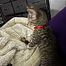 kitten, cat, tabby, red_collar, blanket, cozy, furniture, indoor, pet, curious, fluffy, soft, bed, resting, cushion, animal, young, striped, domestic_cat, side_view