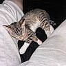 Kairo joined the competition — help win amazing prizes! kitten, tabby, sleeping, pet, animal, cat, paw, pink_paw_pads, collar, bell, person, legs, pants, white_pants, resting, cozy, indoor, black_background, cute, peaceful