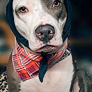 Vada joined the competition — help win amazing prizes! animal, bandana, blanket, brown, canine, chained, closeup, collar, cute, dog, expression, fur, indoor, nostalgic, paw, pet, portrait, scarf, sitting, white