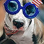 Vada joined the competition — help win amazing prizes! accessory, animal, bandana, celebration, closeup, costume, cute, dog, ears, face, funny, glasses, indoor, muzzle, patriotic, pet, portrait, sitting, stars, stripes