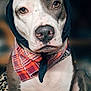Vada is registered to the contest to win money with this photo: animal, bandana, blanket, brown, canine, chained, closeup, collar, cute, dog, expression, fur, indoor, nostalgic, paw, pet, portrait, scarf, sitting, white