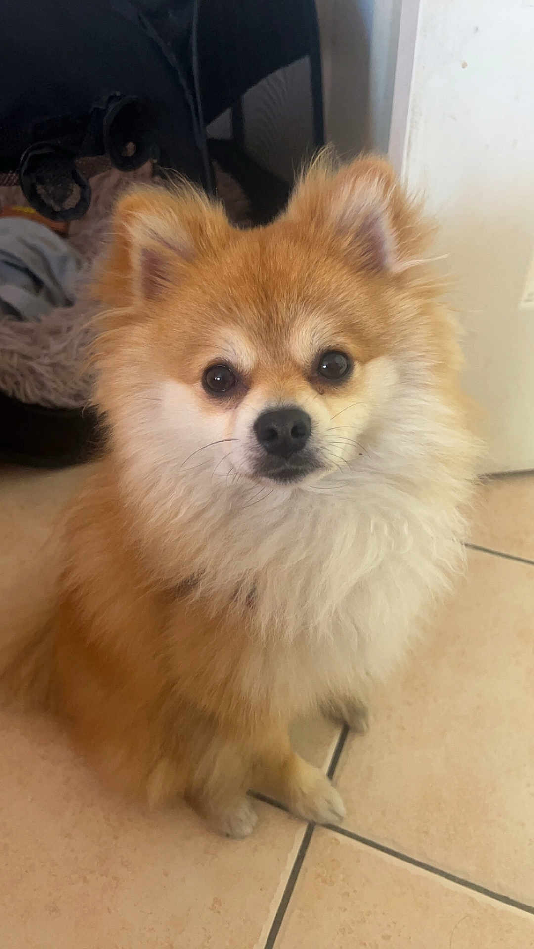 Rouxy a rejoint le concours — aidez-le/la à gagner de superbes lots ! dog, pomeranian, fluffy, indoor, pet, animal, cute, small_dog, fur, floor, tile, sitting, face, ears, eyes, nose, home, cozy, background, domestic