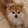 Rouxy participe au concours pour gagner de l'argent avec cette photo : dog, pomeranian, fluffy, pet, indoor, floor, tile, cute, small_dog, fur, animal, companion, domestic, mammal, face, ears, whiskers, nose, paws, looking_up
