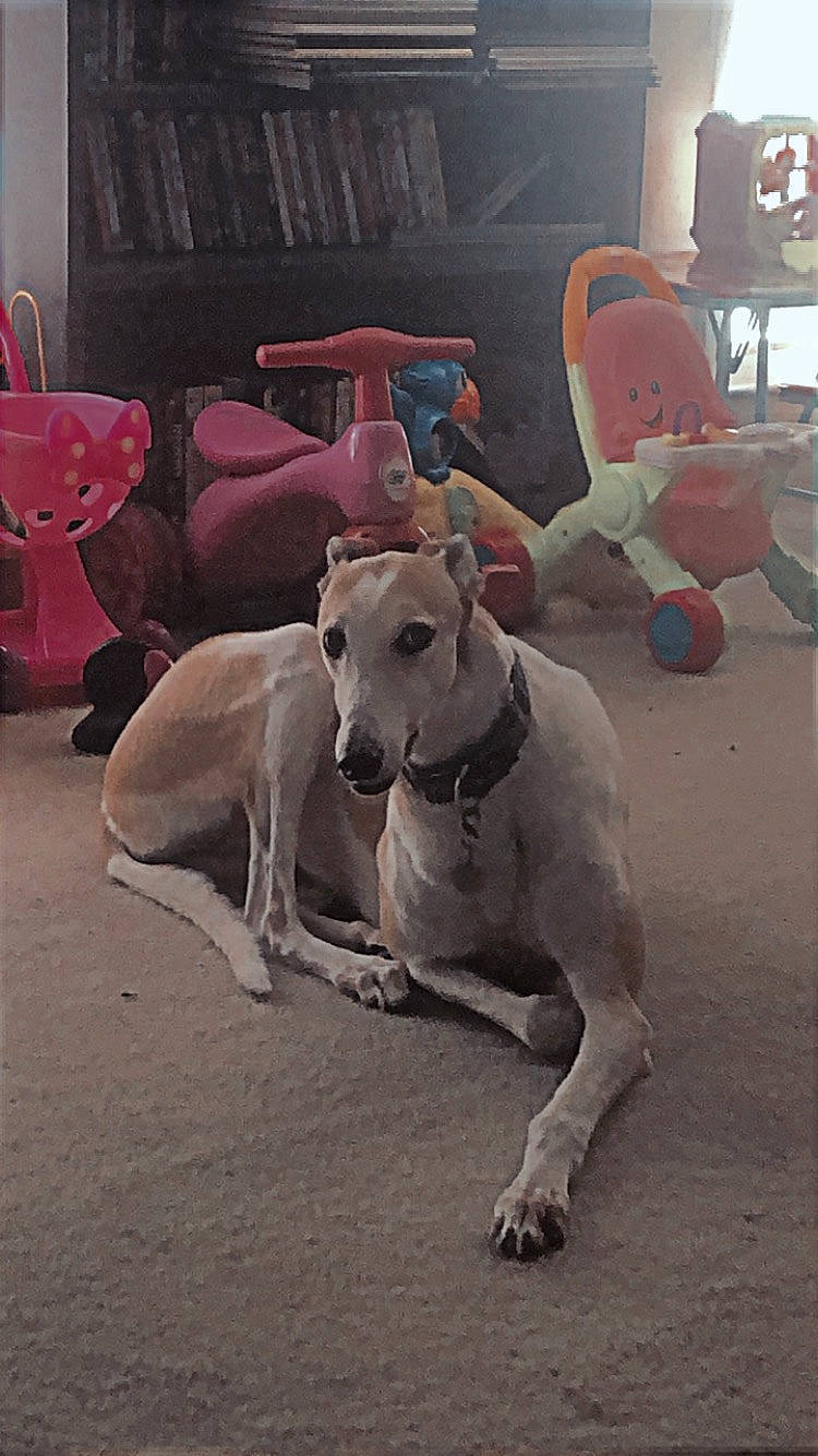 Fritz is registered to the contest to win money with this photo: canidae, carnivore, chair, collar, companion_dog, dog, dog_breed, dog_collar, dog_supply, fawn, hortaya_borzaya, magyar_agar, mudhol_hound, polish_greyhound, rampur_greyhound, sighthound, snout, sporting_group, window, working_animal