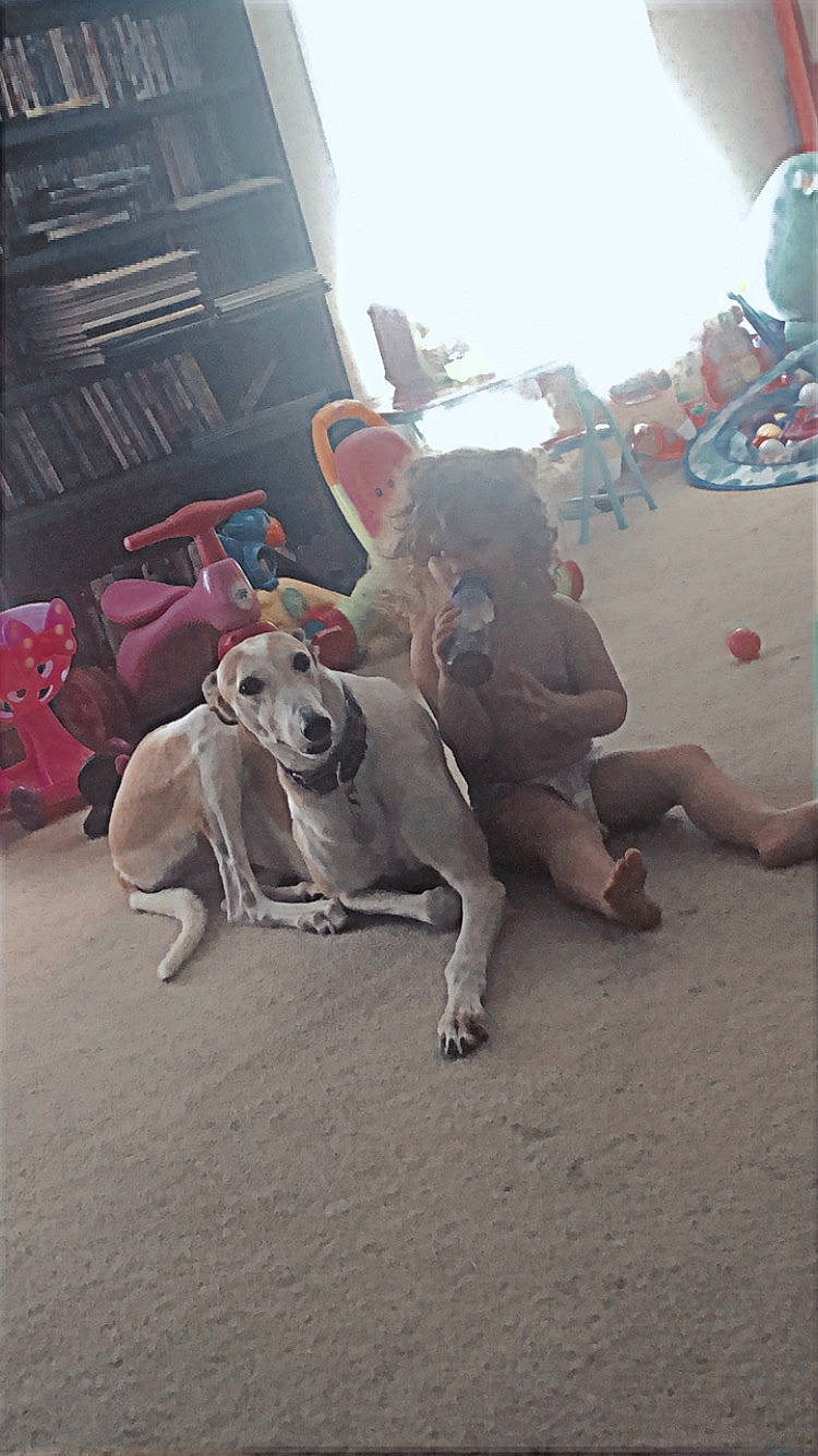 Fritz joined the competition — help win amazing prizes! canidae, carnivore, city, companion_dog, dog, dog_breed, dog_collar, fawn, foot, fun, guard_dog, human_leg, leash, non_sporting_group, paw, sitting, sporting_group, street, street_dog, working_animal