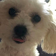 Bubbles joined the competition — help win amazing prizes! dog, white, fluffy, close_up, pet, cute, tongue_out, curious, animal, fur, face, ears, indoors, black_nose, portrait, companion, canine, friendly, soft_light, expression
