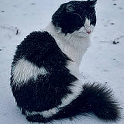 Mochi is registered to the contest to win money with this photo: alone, animal, black_and_white, cat, cold, daylight, feline, fluffy, fur, mammal, nature, outdoor, pet, quiet, sitting, snow, tail, whiskers, wildlife, winter