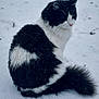 alone, animal, black_and_white, cat, cold, daylight, feline, fluffy, fur, mammal, nature, outdoor, pet, quiet, sitting, snow, tail, whiskers, wildlife, winter