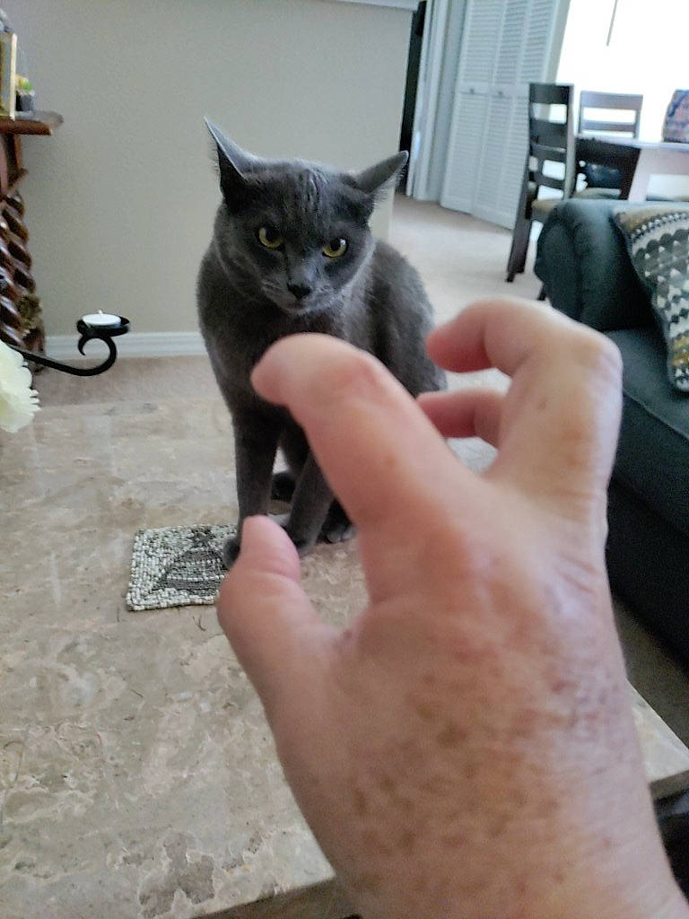 Bianca is registered to the contest to win money with this photo: black_cat, carnivore, cat, claw, comfort, corded_phone, domestic_short_haired_cat, felidae, finger, flooring, fur, gesture, hand, nail, russian_blue, small_to_medium_sized_cats, tail, telephone, thumb, whiskers