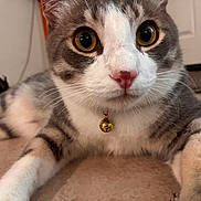Diesel is registered to the contest to win money with this photo: cat, pet, indoor, closeup, fur, whiskers, collar, bell, eyes, paws, striped, gray, white, carpet, relaxed, animal, mammal, cute, feline, domestic