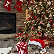 Winter is registered to the contest to win money with this photo: dog, christmas_tree, christmas_lights, christmas_presents, stockings, fireplace, holiday_decorations, santa_hat, striped_sweater, candy_cane_toy, rug, ornaments, christmas_balls, pine_tree, festive, indoor, wrapped_gifts, holiday, pet, chewing