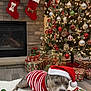 dog, christmas_tree, christmas_lights, christmas_presents, stockings, fireplace, holiday_decorations, santa_hat, striped_sweater, candy_cane_toy, rug, ornaments, christmas_balls, pine_tree, festive, indoor, wrapped_gifts, holiday, pet, chewing