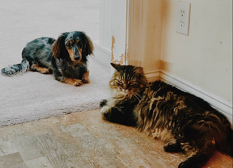 Scout joined the competition — help win amazing prizes! canidae, carnivore, cat, dachshund, dog, dog_breed, felidae, floor, fur, kitten, mammal, puppy, small_to_medium_sized_cats, spaniel, sporting_group, vertebrate, whiskers