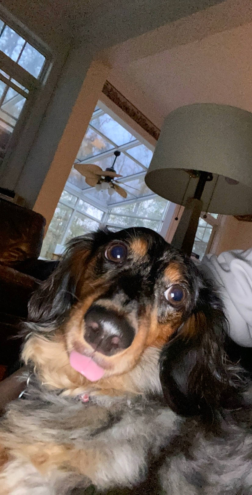 Scout joined the competition — help win amazing prizes! canidae, carnivore, companion_dog, dog, dog_breed, english_cocker_spaniel, hovawart, snout, spaniel, sporting_group