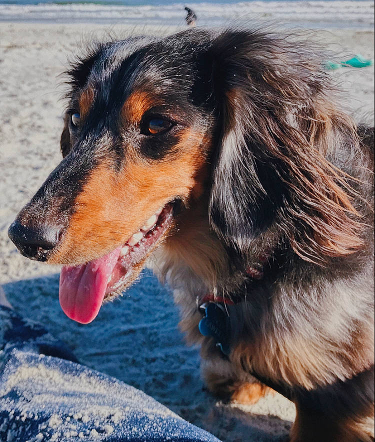 Scout is registered to the contest to win money with this photo: canidae, carnivore, companion_dog, dachshund, dog, dog_breed, mammal, snout, vertebrate