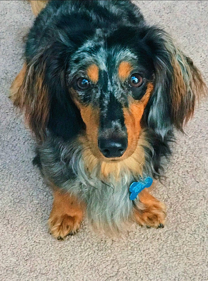 Scout is registered to the contest to win money with this photo: canidae, carnivore, companion_dog, dachshund, dog, dog_breed, long_hair, puppy, rare_breed_dog, snout, sporting_group