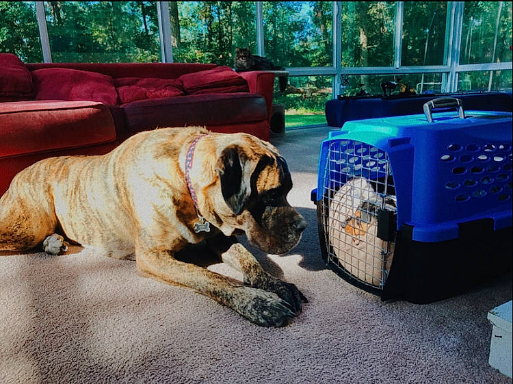Peanut joined the competition — help win amazing prizes! boerboel, bullmastiff, canidae, carnivore, companion_dog, dog, dog_breed, english_mastiff, fawn, giant_dog_breed, guard_dog, snout
